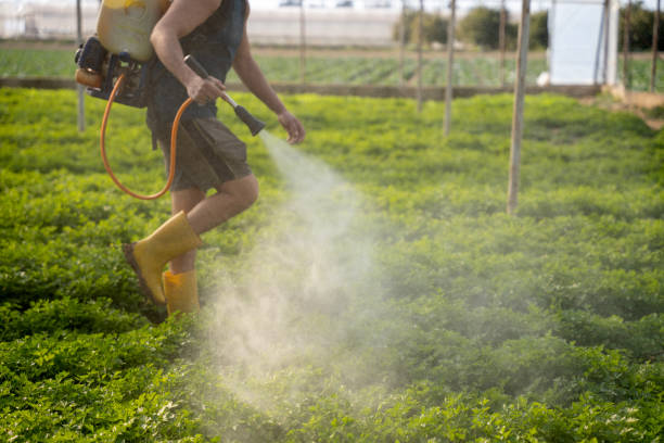 Reliable New Sarpy, LA Pest Control Solutions