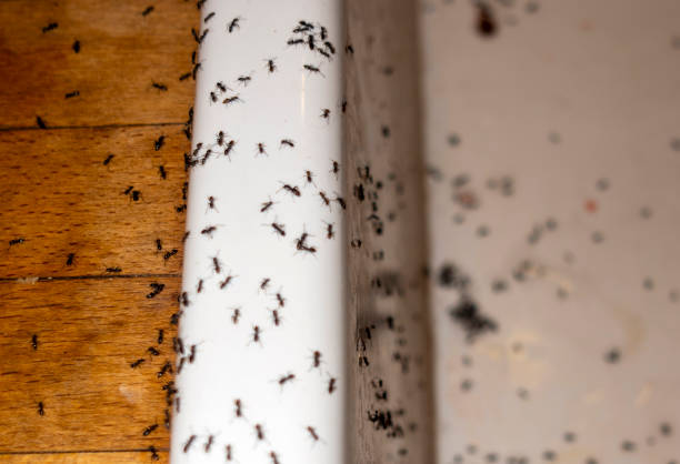 Best Spider Control Near Me  in New Sarpy, LA