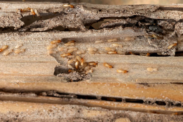 Best Pest Control Treatment  in New Sarpy, LA